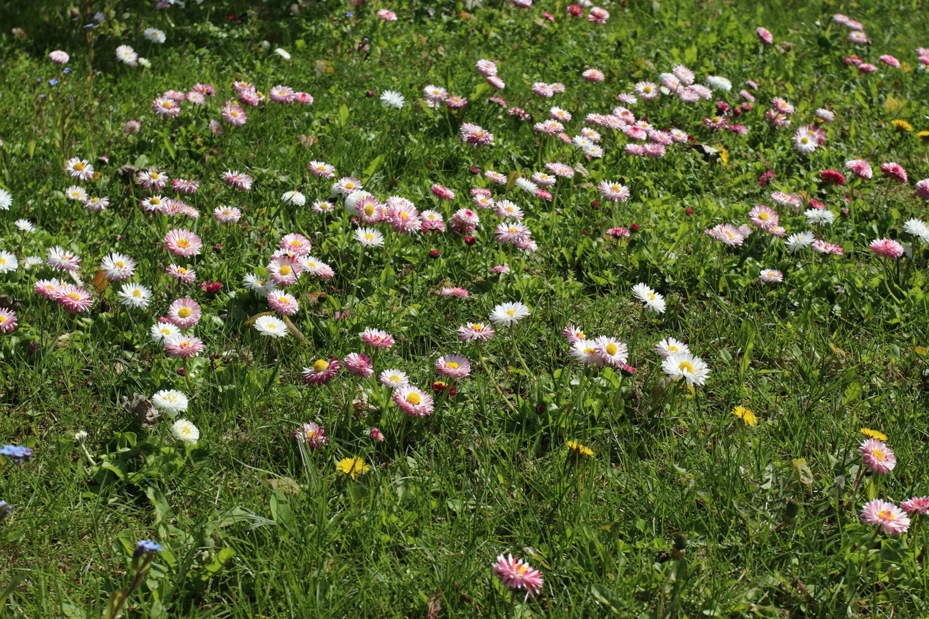 Image of Bellis perennis specimen.