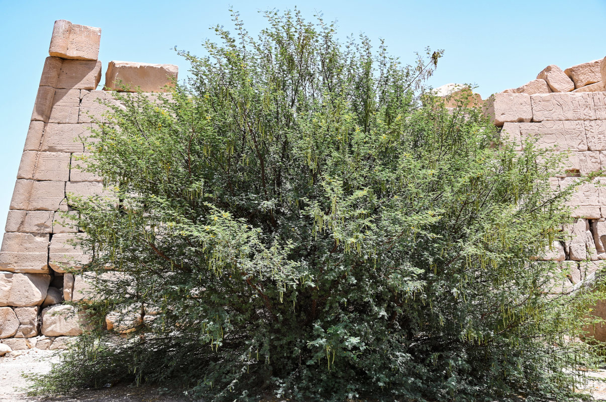 Изображение особи Vachellia nilotica.
