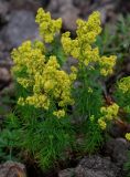 Galium verum