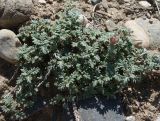 View full-size image Scutellaria przewalskii