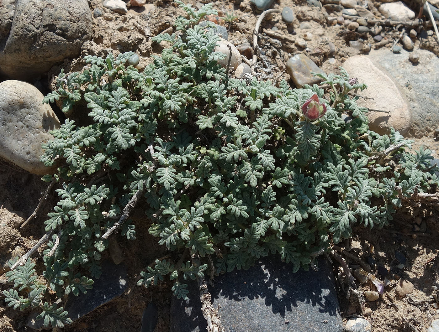 Image of Scutellaria przewalskii specimen.