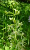 Platanthera bifolia
