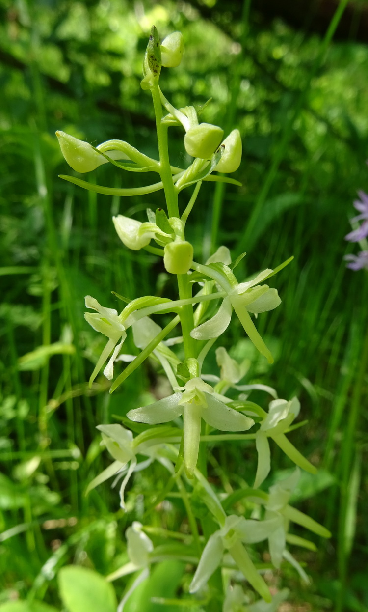 Image of Platanthera bifolia specimen.