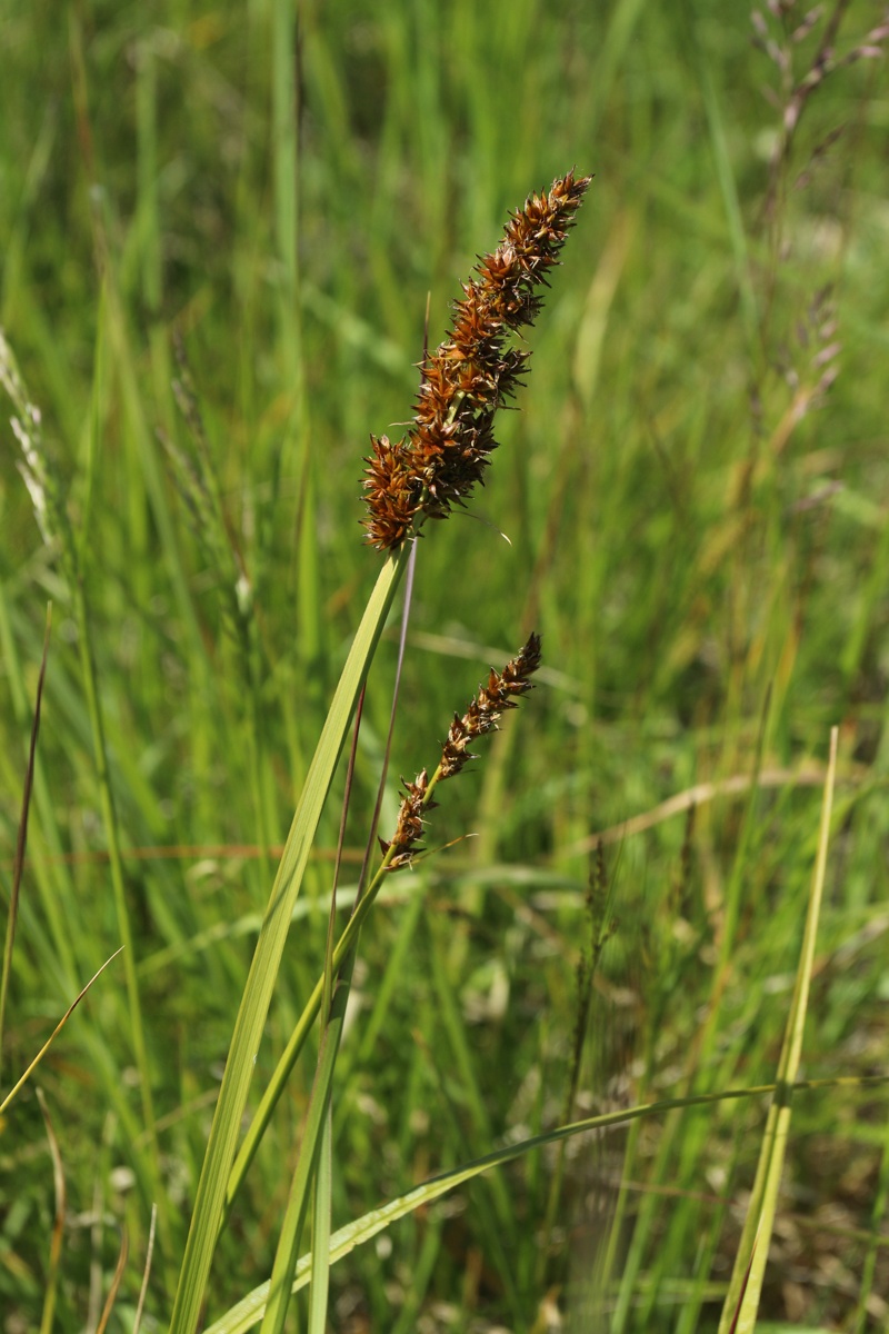 Изображение особи Carex vulpina.