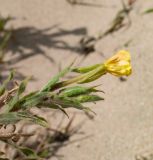 Oenothera stricta. Верхушка побега с отцветающим цветком. Чили, обл. Valparaiso, провинция Isla de Pascua, северо-восточная часть острова, бухта Anakena, закреплённые дюны. 09.03.2023.