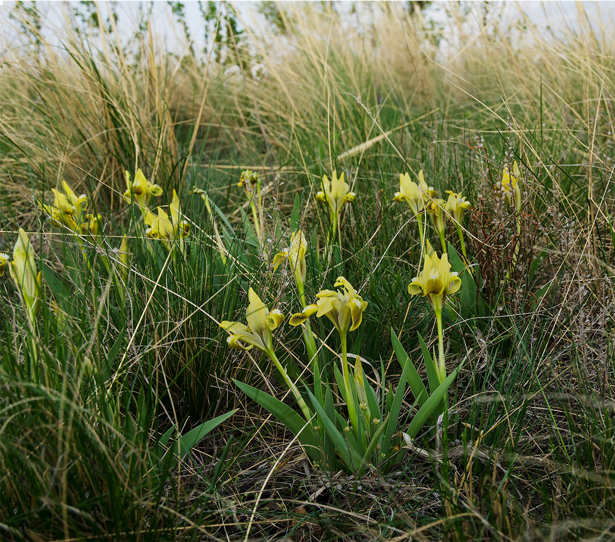 Image of Iris pumila specimen.