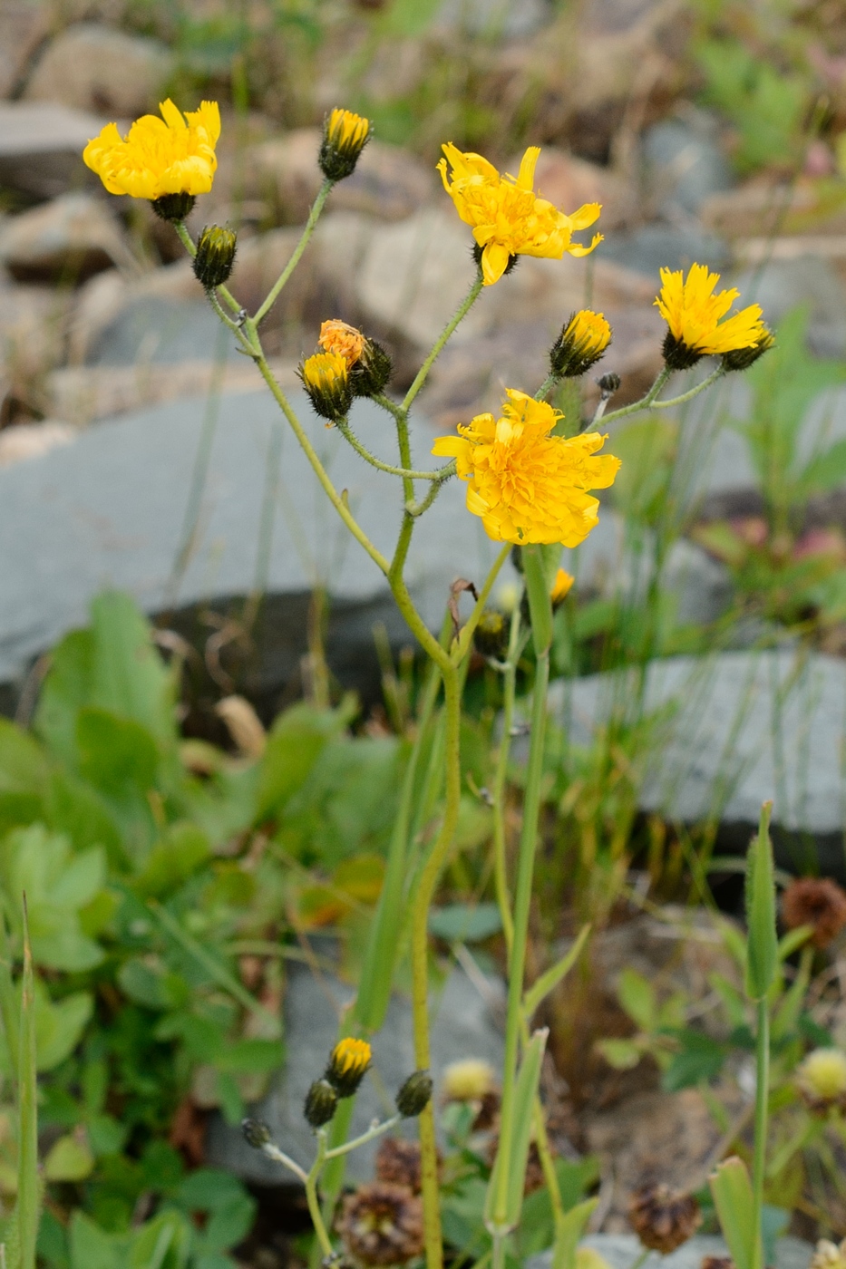 Image of genus Hieracium specimen.