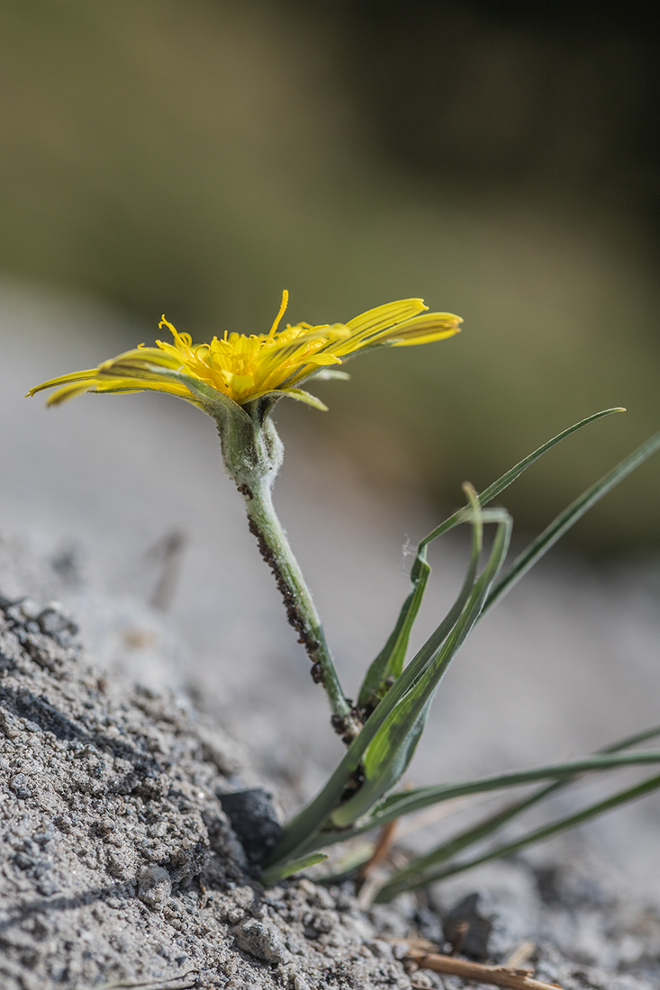 Изображение особи род Tragopogon.