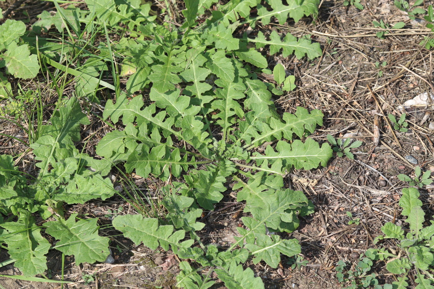 Изображение особи Sisymbrium loeselii.