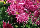 Chrysanthemum indicum. Соцветия. Московская обл., Раменский р-н, окр. дер. Хрипань, садовый участок. 30.07.2023.