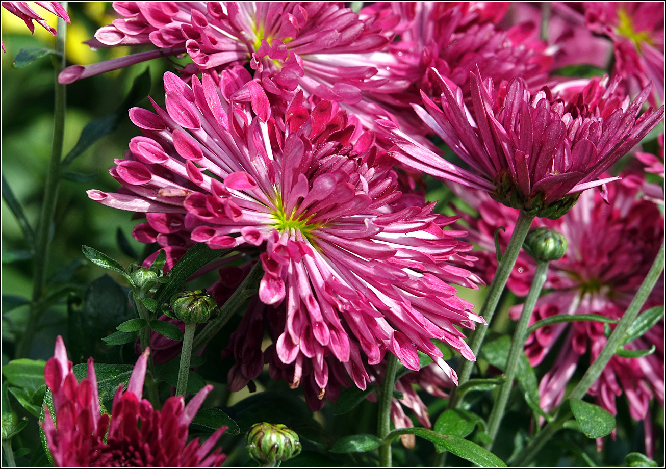 Image of Chrysanthemum indicum specimen.