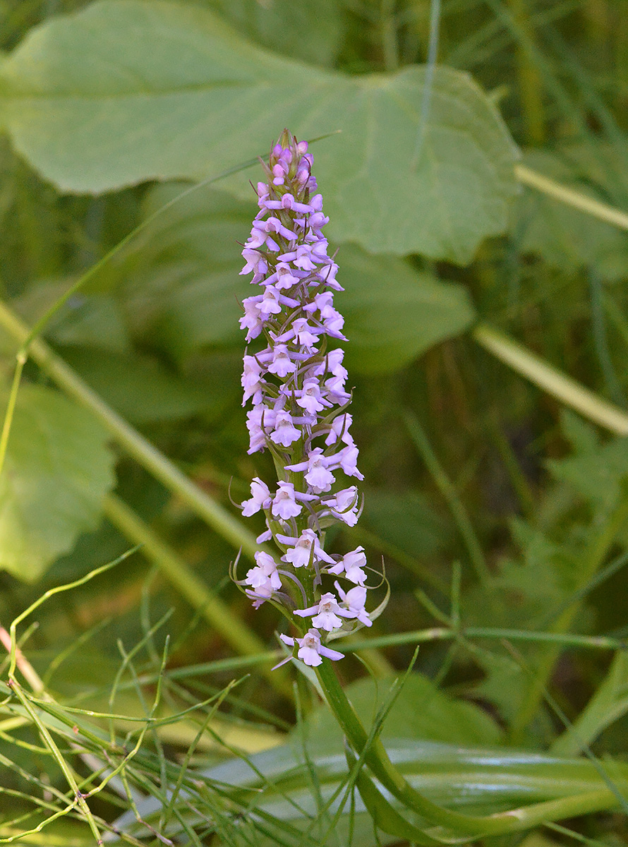 Изображение особи Gymnadenia conopsea.