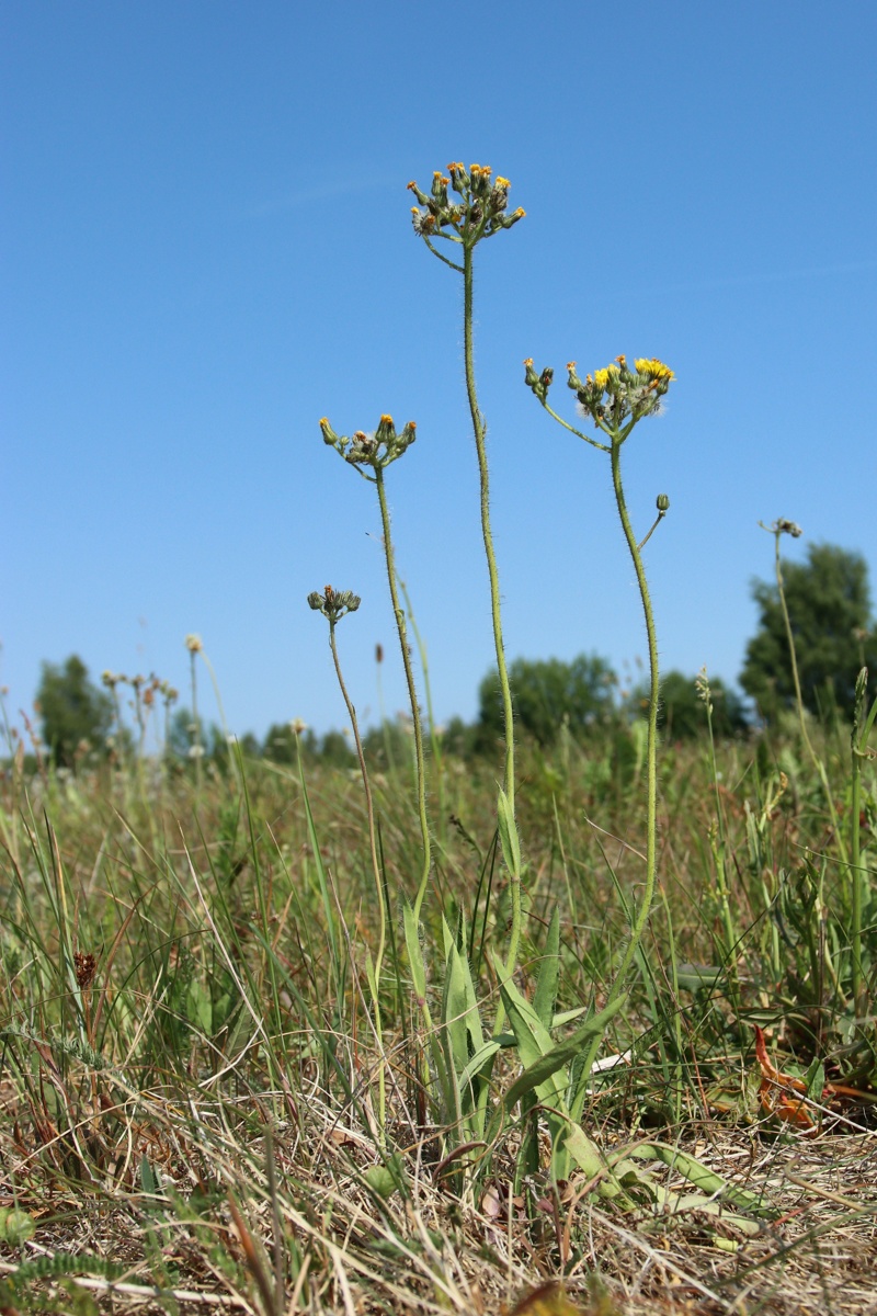 Image of Pilosella praealta specimen.