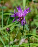 род Centaurea