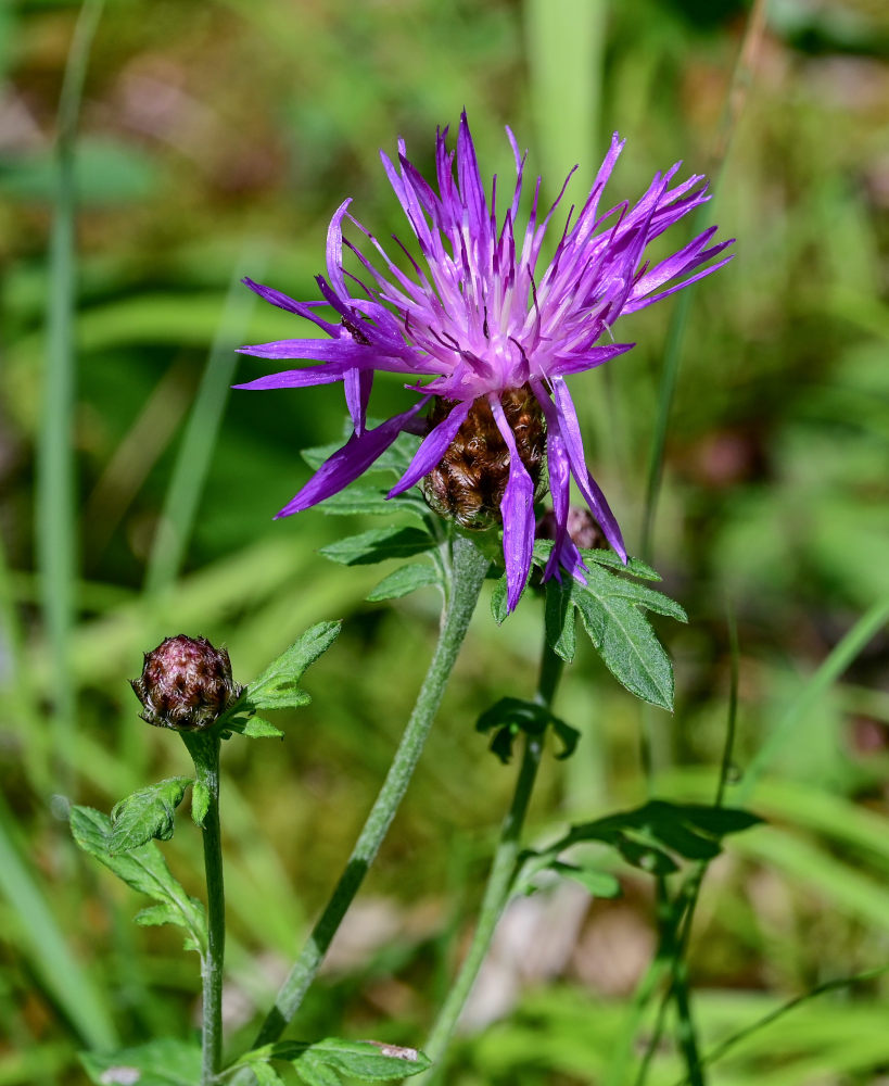 Изображение особи род Centaurea.