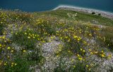 Crepis sonchifolia