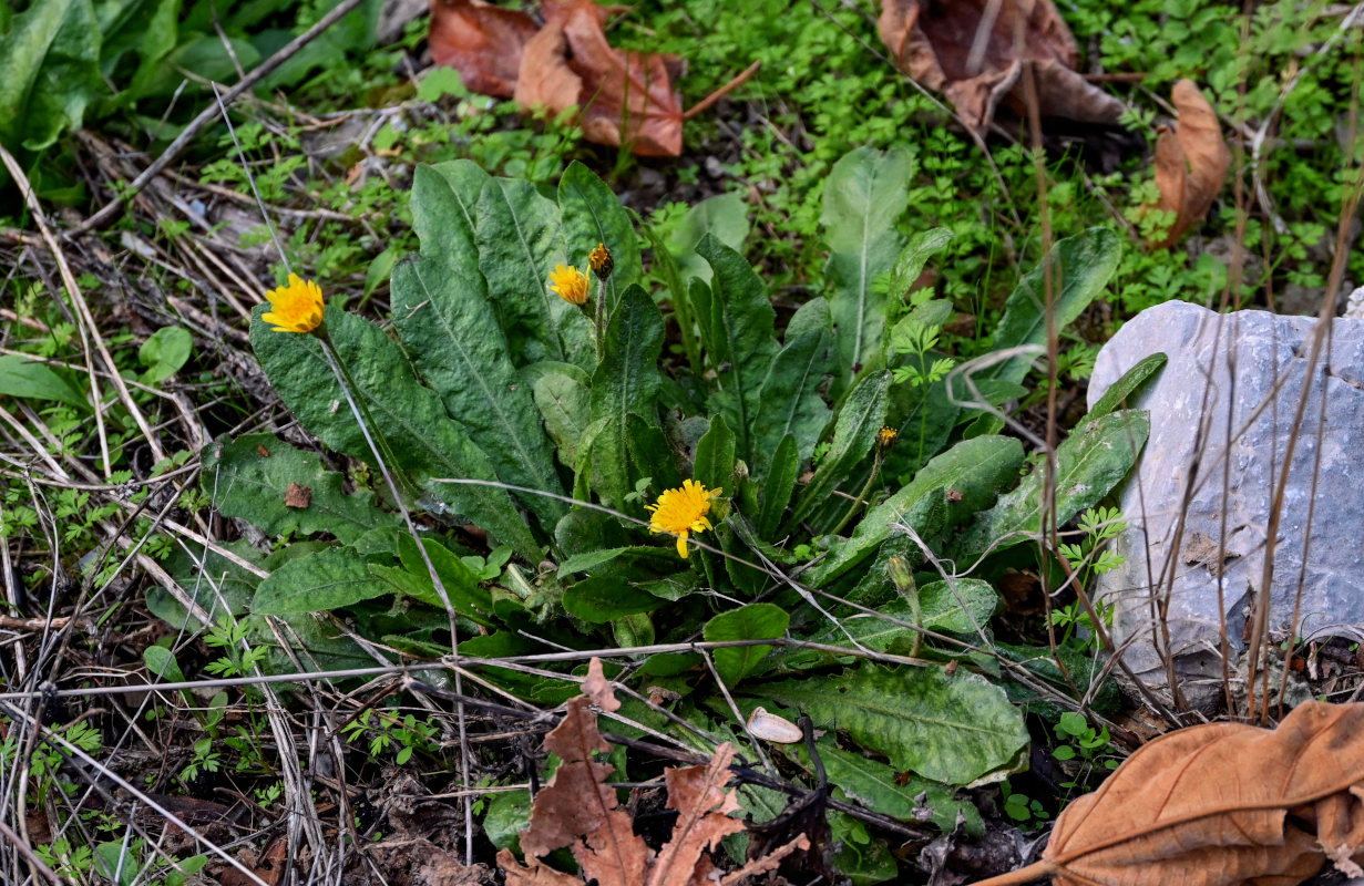 Изображение особи Hypochaeris angustifolia.