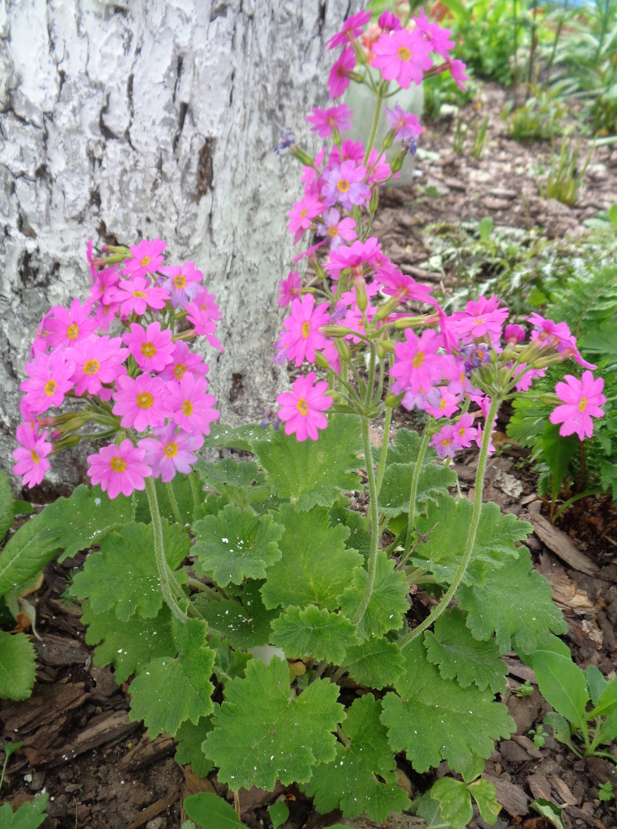 Image of Primula heucherifolia specimen.