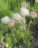 Pulsatilla dahurica