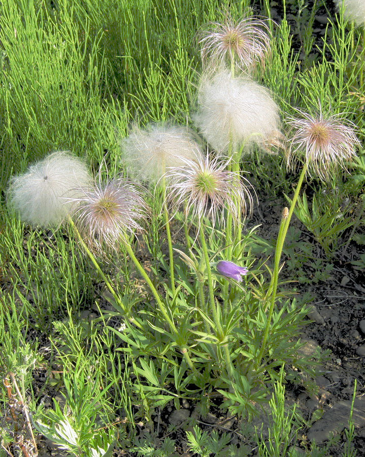 Image of Pulsatilla dahurica specimen.