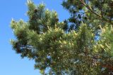 Pinus sylvestris. Ветви с пылящими микростробилами, зрелыми прошлогодними и заложившимися молодыми шишками. Ленинградская обл., Кингисеппский р-н, окр. дер. Выбье, побережье западнее экологической тропы; берег Финского зал. западнее устья р. Выбья, песчаный береговой вал. 28.05.2023.