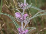 Phlomis linearifolia. Часть соцветия. Узбекистан, хр. Нуратау, южный склон, ур. Устуксай, ок. 1700 м н.у.м., мелкозёмистый склон, горная степь. 09.06.2013.