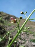 род Scrophularia. Часть побега с цветком. Южный Казахстан, Сырдарьинский Каратау, горы Улькунбурултау, ≈ 750 м н.у.м., гранитная стенка сев. экспозиции. 28 апреля 2023 г.