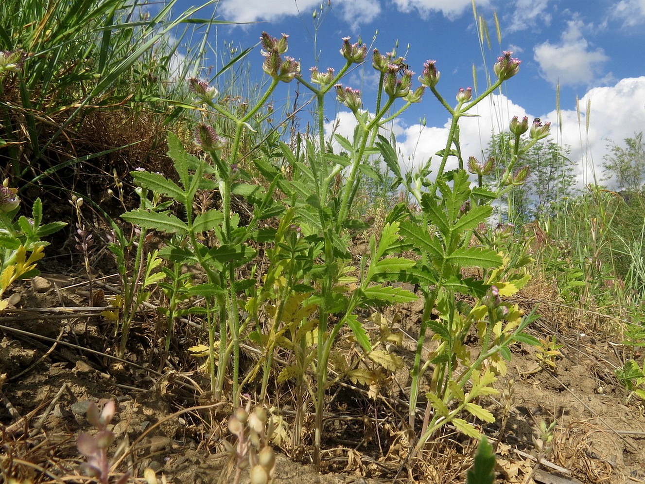 Изображение особи Turgenia latifolia.