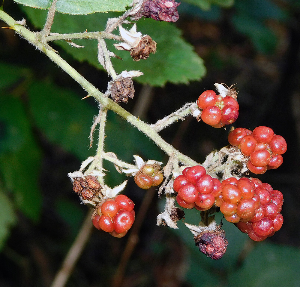 Изображение особи Rubus ibericus.