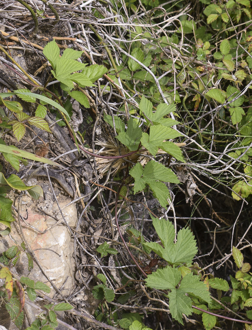 Image of Humulus lupulus specimen.