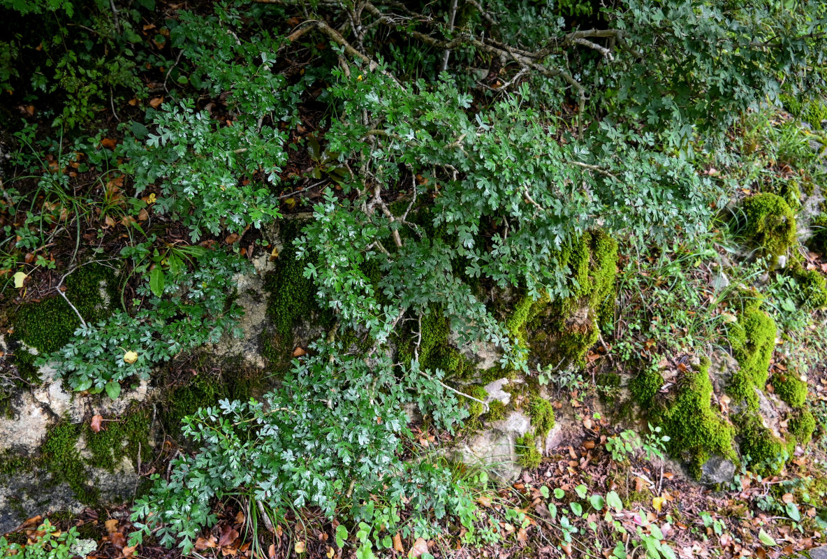 Image of genus Crataegus specimen.