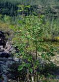 Sorbus sibirica