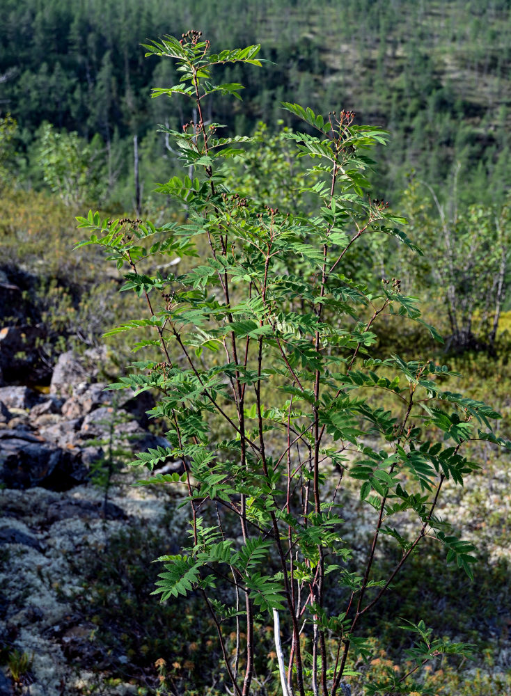 Изображение особи Sorbus sibirica.