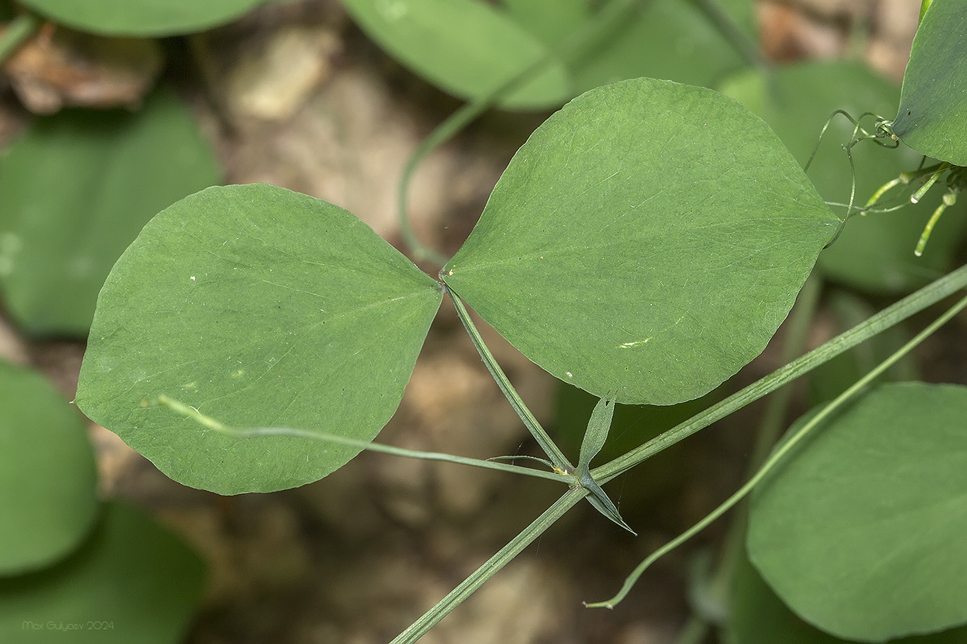 Image of Lathyrus rotundifolius specimen.