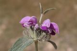 Phlomis taurica