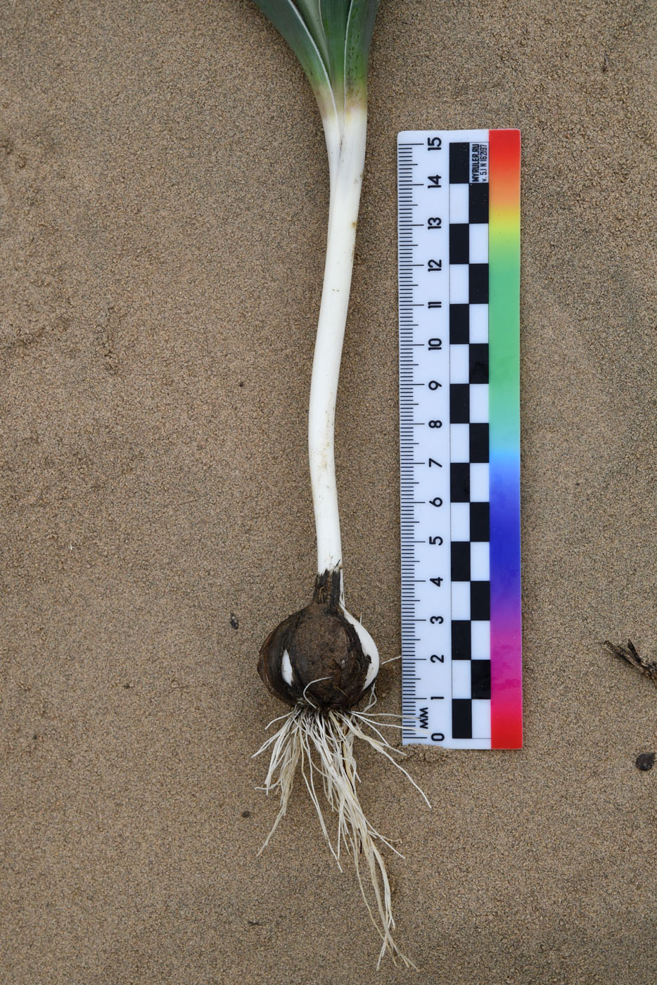 Image of Allium subscabrum specimen.