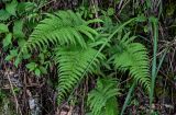 Thelypteris dentata. Вегетирующее растение. Китай, провинция Гуанси, рисовые террасы Лунцзи, опушка смешанного леса. 29.05.2024.