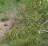 Rosa alberti