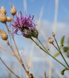 Centaurea apiculata