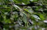 Alnus incana