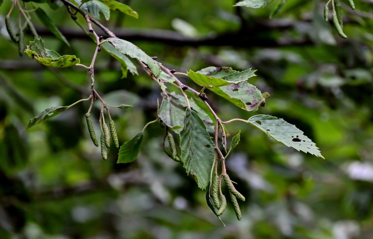 Image of Alnus incana specimen.