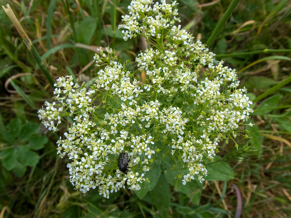 Image of Cardaria draba specimen.
