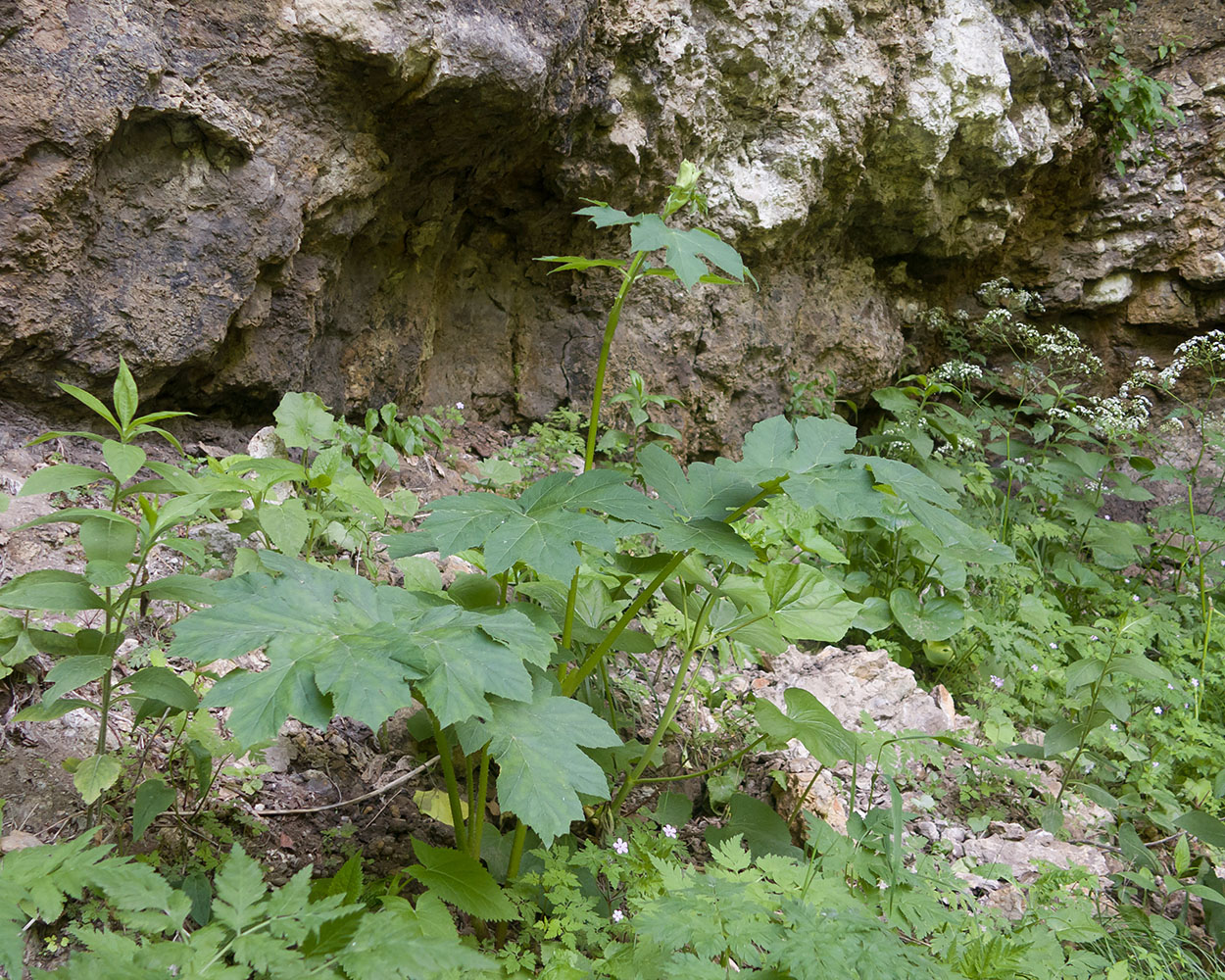 Image of Heracleum sibiricum specimen.