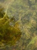genus Potamogeton. Вегетирующее растение. Ленинградская обл., Ломоносовский р-н, окр. Шепелёвского маяка; п-ов Каравалдай, западное побережье, каменистое мелководье у берега. 30.06.2024.
