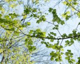 Acer campestre
