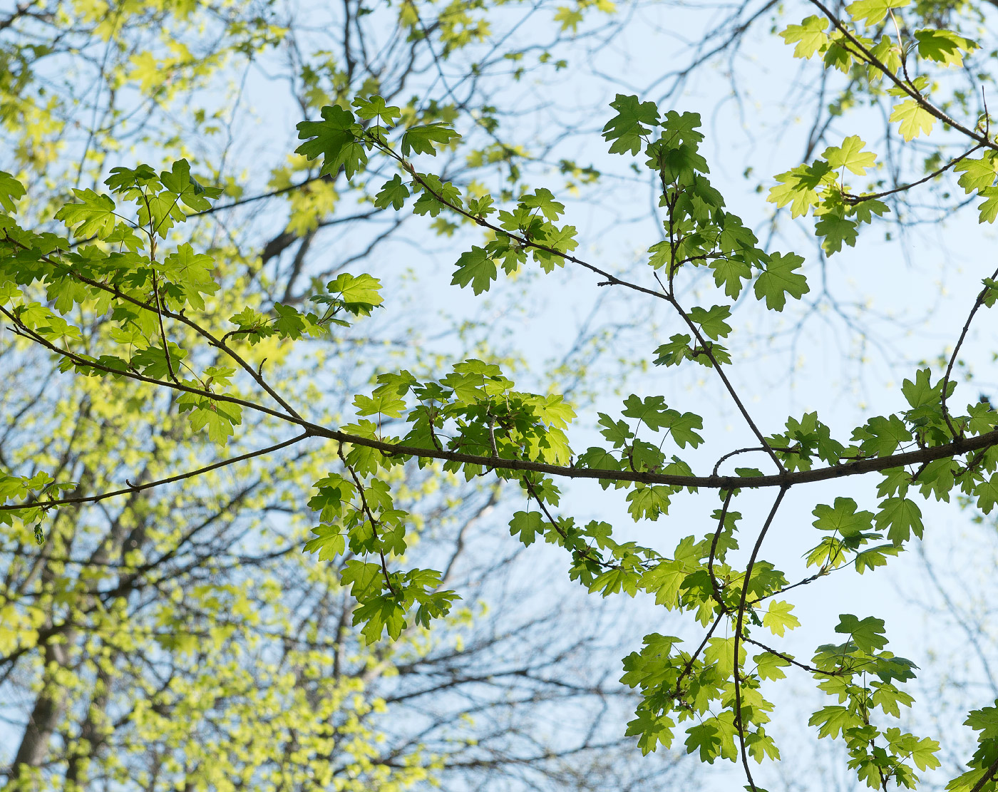 Image of Acer campestre specimen.