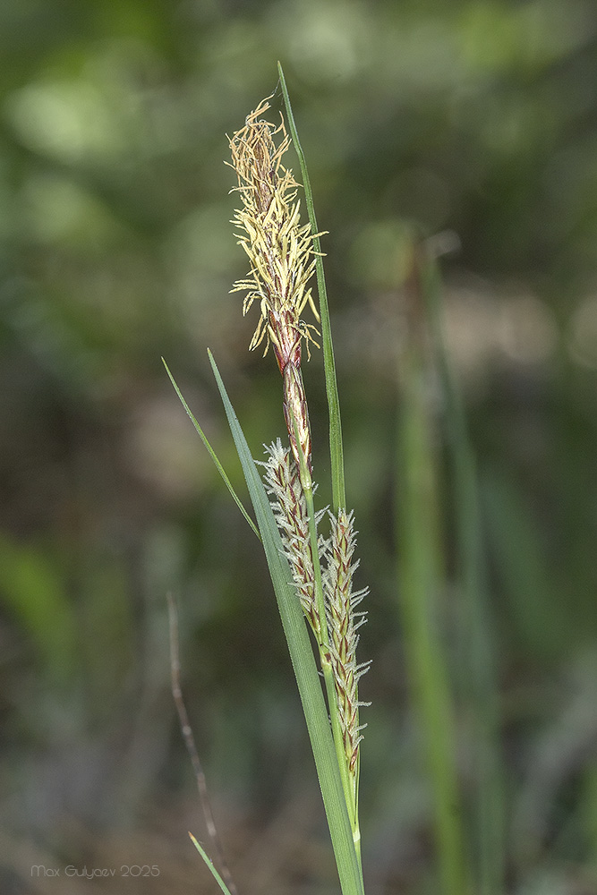 Изображение особи Carex cuspidata.