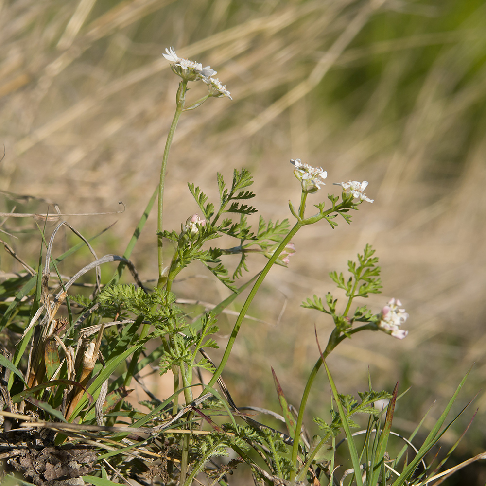 Image of Orlaya daucoides specimen.