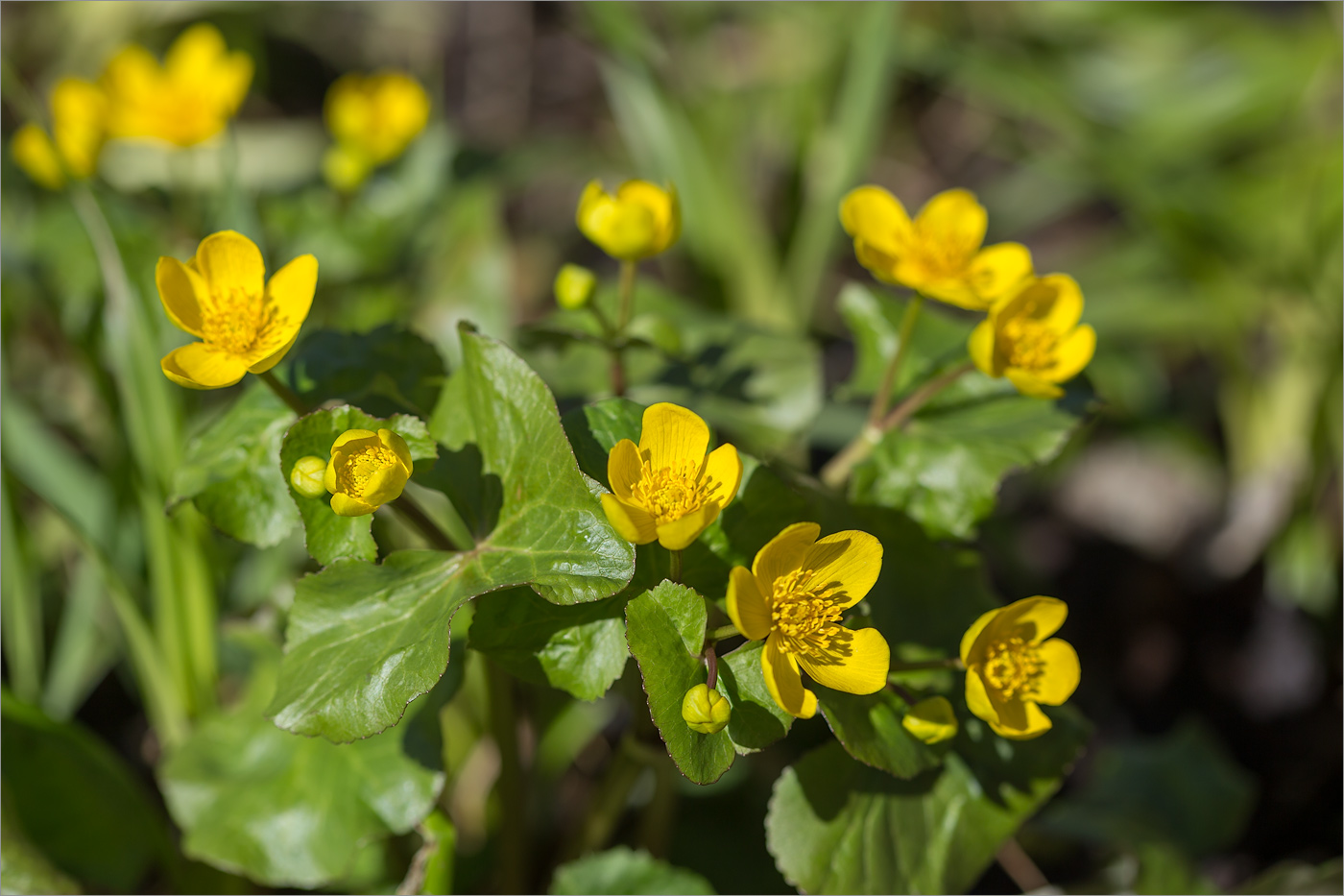 Image of Caltha palustris specimen.