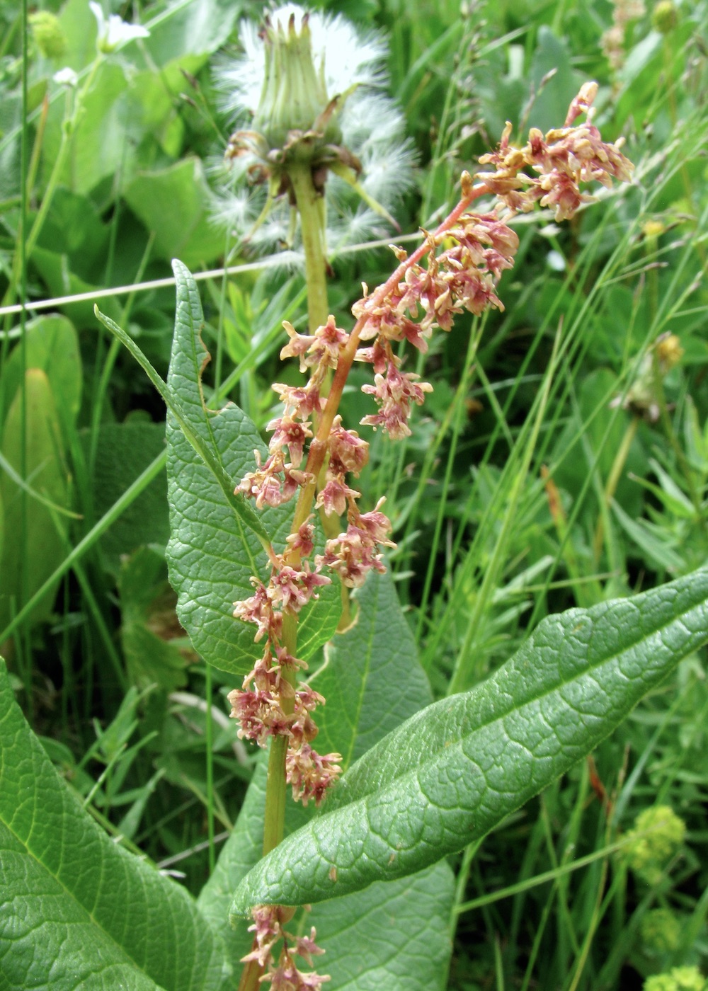 Изображение особи Aconogonon songaricum.